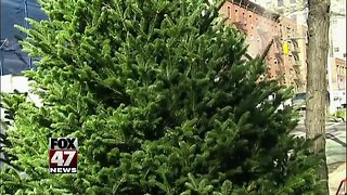 Christmas Tree Costs on the Rise This Year