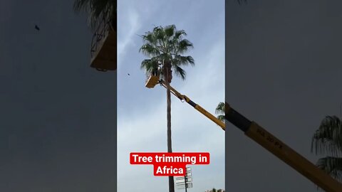 Ceuta Tree Trimming #shorts