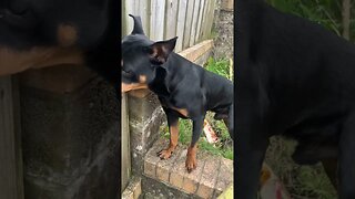 Cute dog goes for a walk #shorts #short #viral #trending #subscribe
