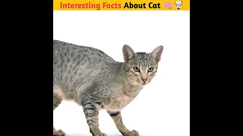 Interesting Facts About Cat 🧠🤯 Cat amazing facts #facts #shortsfeed #shorts #mrtrueshorts