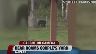 Black Bear roams Naples yard