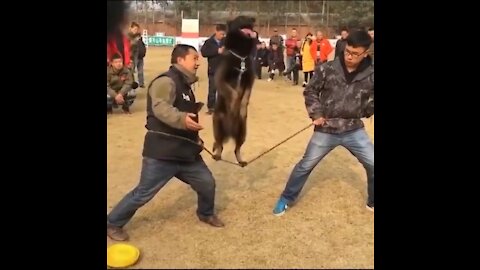Amazing Animal stunts