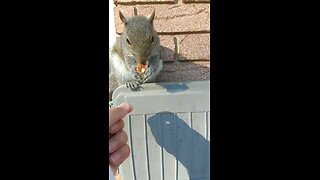 Calling Mika the squirrel to eat her Peanuts 🥜. #squirrel #squirreleating #animals