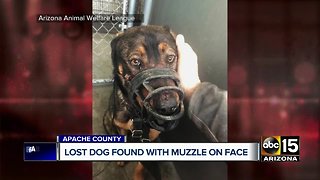 Lost dog found with muzzle on face