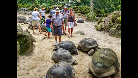 Feeding Giant Aldabra Tortoises - Seychelles