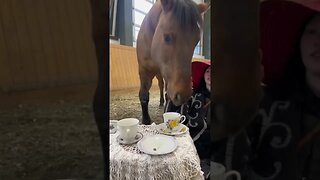 Having A Tea Party With A Horse