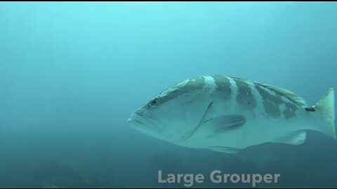 Diving Grouper Alley, Fowl Cay, Abacos Bahamas