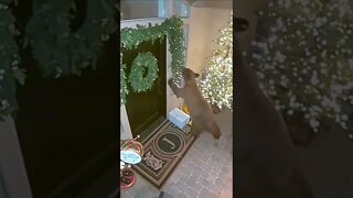 Bear steals amazon package