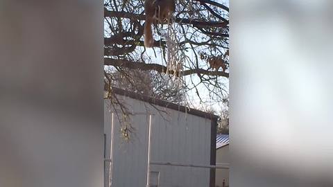 Funny Squirrel Plays On A Hoop