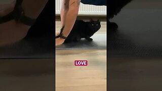 Cat love #cat #cats #catvideos #catlover #kitten #shortsviral #puppy #cutecat #pet #viralshort #pets