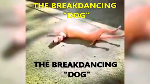 Dog Breakdancing on City Sidewalk