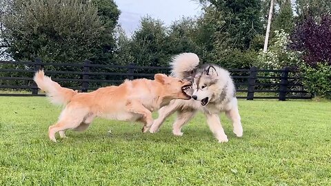 Golden Retriever And Giant Husky Fight For Ball! They Are Crazy!!