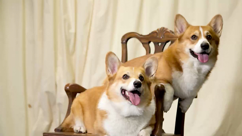 12 Fun and Furry Facts on the Corgi | Rare Animals