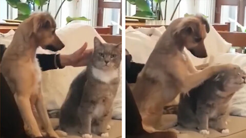 The dog is petting the cat~~~
