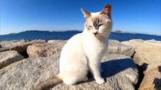 walk on the breakwater with stray cats