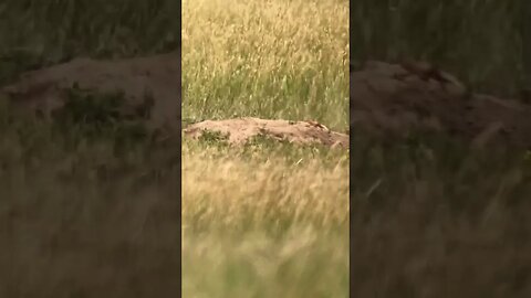 Flipping a prairie dog with a .17 HMR. #shorts