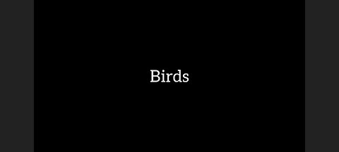 Asmr Story Birds