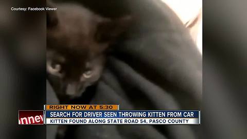 Kitten thrown out window of moving car in Wesley Chapel