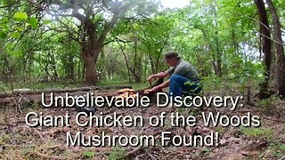 Unbelievable Discovery: Giant Chicken of the Woods Mushroom Found!