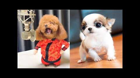 funny puppies videos compilations