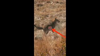 Hunting Coyotes #shorts #dogs #animals #hunter #024