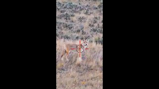 Hunting Coyotes #shorts #dogs #animals #hunter #080