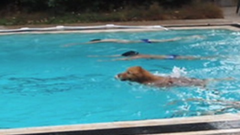 Amazing Dog Wins A Swimming Race Against Humans!