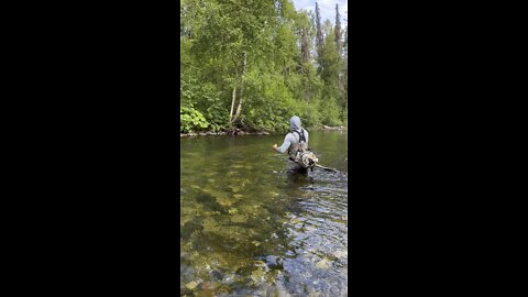 Alaskan Trout chasing a mouse fly