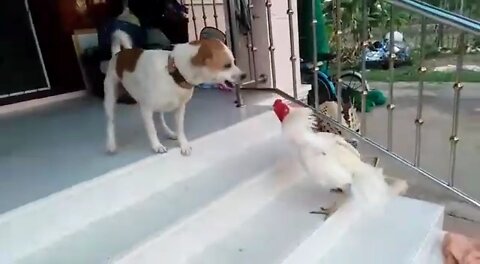 Dog vs Hen (Murga) Funny fight scene