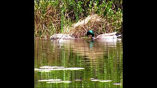 Ducks on the pond