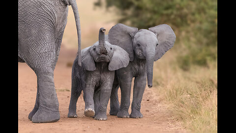 Elephants wild life
