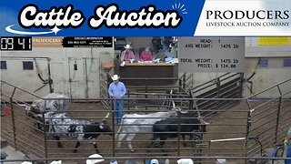 8/10/2023 - Producers Livestock Auction Company Cattle Auction