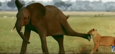 Tembo the elephant saves his baby brother's life