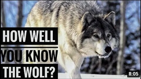 Wolf || Descriptions, Characteristics and Facts!