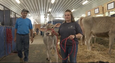 A tradition continues for a dairy farm family at the Erie County Fair