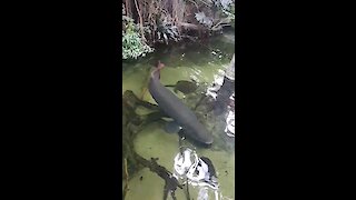 Arapaima swimming