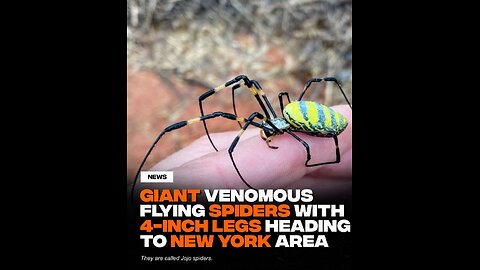 new York got rats the size of pitbulls now flying poisons spiders