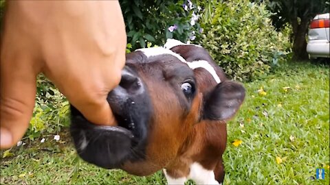 Cows Go Moo (Baby Edition) - CUTEST Compilation!