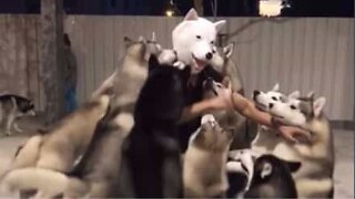 Huskies give owner a warm welcome
