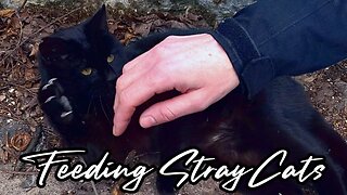 Feeding Stray Cats - Dealing with Aggression and Playful Claws