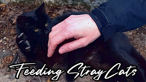 Feeding Stray Cats - Dealing with Aggression and Playful Claws