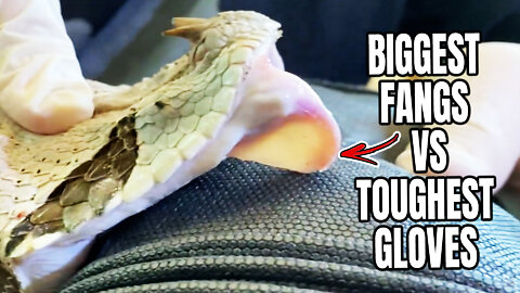 MOST VENOMOUS SNAKES TRY TO BREAK GLOVES