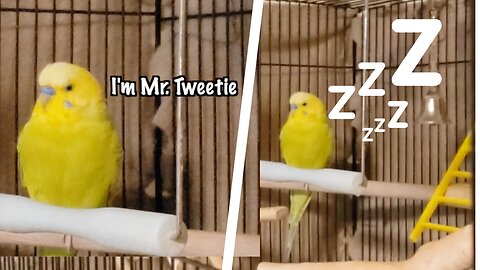 Budgie gets sleepy while being your friend | budgie diaries #1