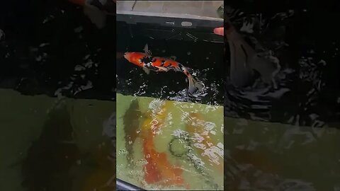 Beautiful koi fish #koipond #aquaponics