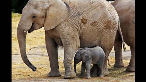 Elephants in the Kent countryside