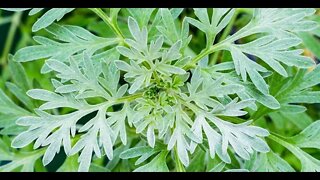 Wormwood- it's benefits, how to use and warnings.