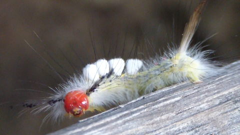 A caterpillar's journey: Stunning insect takes a stroll