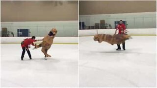 T-Rex patinador faz acrobacias em uma pista de gelo na Califórnia