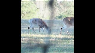 Doe with a Fawn