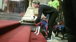 SOUTH AFRICA - Cape Town - Blessing of the Animals service at St George's Cathedral (Video) (7ub)